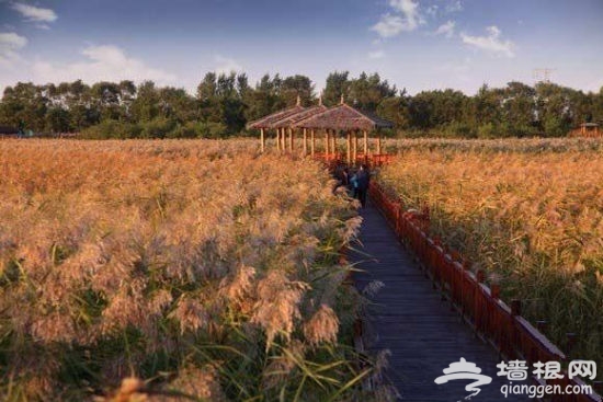 行走在美丽的芦苇海洋，身边是阵阵鸟鸣