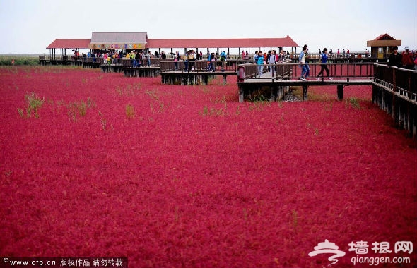 举世罕见的红色海滩、一望无垠的芦苇荡、数以万计的水鸟和广袤的浅海滩涂。