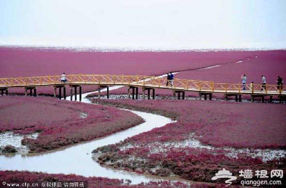 爱情红海，海洋牧场。因为红海滩烂漫，热烈的色彩，它自古以来就是爱情圣地，这里发生了许许多多的爱情故事，可算得上辽宁众多户外婚纱摄影的首选地。这里所产的鱼、虾、蟹自然生长，无污染，味道鲜美。可以说，这片海洋牧场是一片充满神奇宝藏的滩涂，在这里可以拾贝、钓虾，尽情的玩耍。