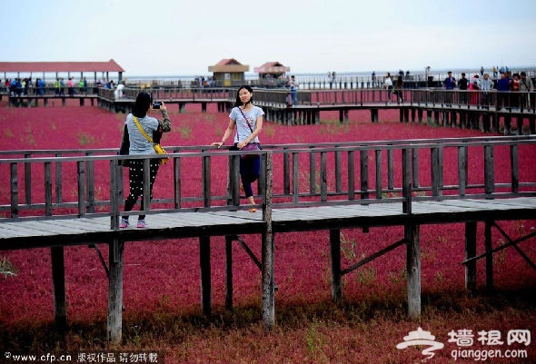 2014年09月14日，辽宁省沈阳市，辽宁盘锦著名旅游风景区红海滩的碱蓬红草进入秋初后生长旺盛
