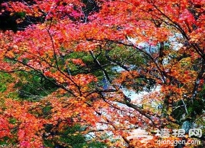 爱在初秋 北京18大红叶观赏地[墙根网]