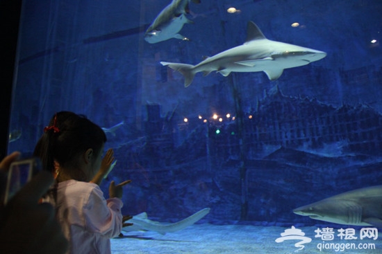 北京海洋馆喜迎十五周年 新展区鲨鱼小镇炫动启幕[墙根网]