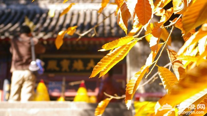 北京373家十一当天免费公园名录