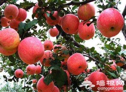 昌平苹果文化节本周六开幕 苹果采摘券免费送千张