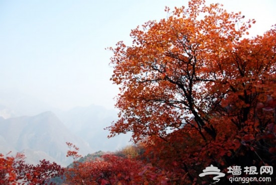 北京周口店&middot;深秋绚烂无比