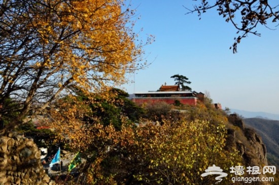 醉赏金秋 妙峰山红叶飘飘飞舞