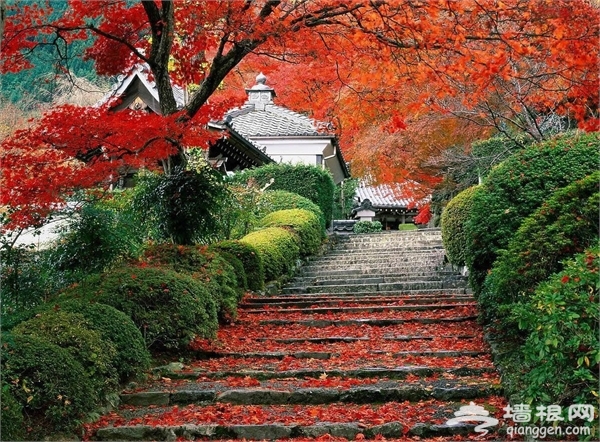 上海周边秋季赏红叶好去处[墙根网]