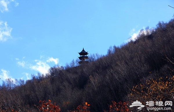 京郊北极的秋色 喇叭沟门桦树林唯美无边