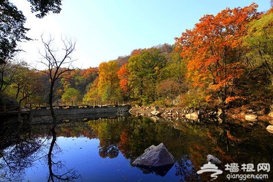 10月天津蓟县红叶最佳观赏地出炉[墙根网]