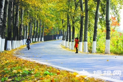 彩叶风景线