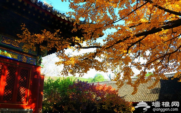 北京红螺寺雌雄银杏 最美秋色落叶缤纷