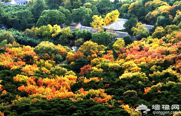 北京红螺寺雌雄银杏 最美秋色落叶缤纷