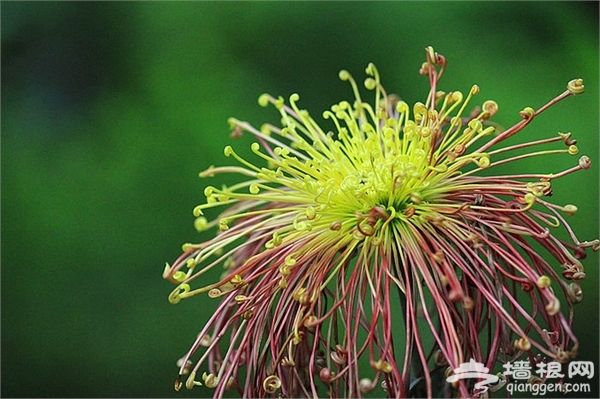 2014第52届成都菊花展免费开放[墙根网]