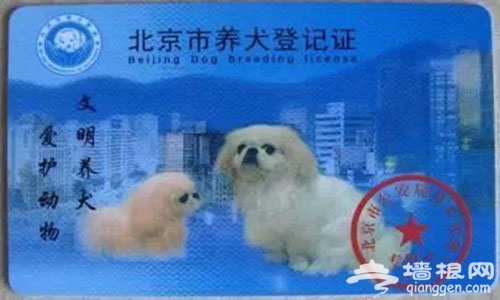 海淀区第五届宠物运动会 你家狗狗报名了吗