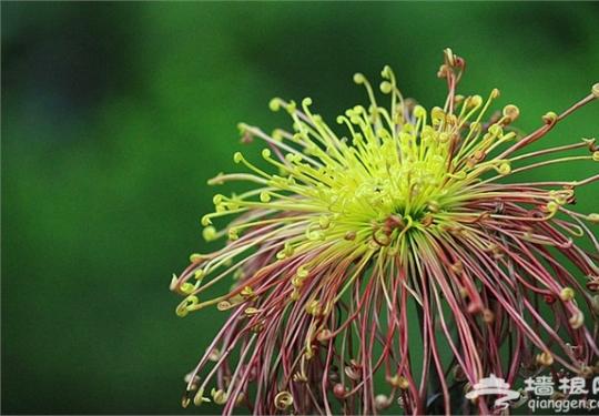 2014第52届成都菊花展免费开放