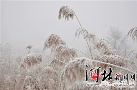 菩提雪岛今冬正式对外开放[墙根网]