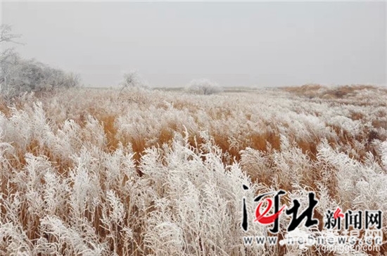 菩提雪岛今冬正式对外开放[墙根网]