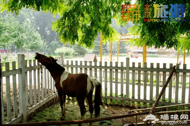 北京春游好去处 意大利农场适合带孩子来的度假村
