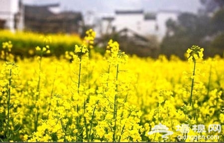 2015婺源油菜花节最新攻略
