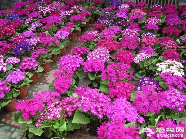 石家庄冬季赏花去哪 2015石家庄冬季赏花好去处推荐[墙根网]