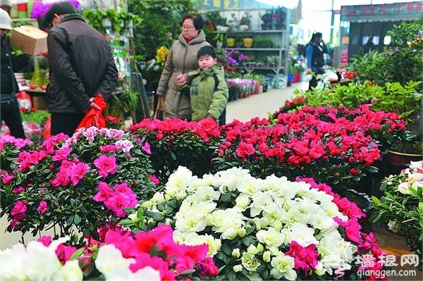 石家庄冬季赏花去哪 2015石家庄冬季赏花好去处推荐[墙根网]