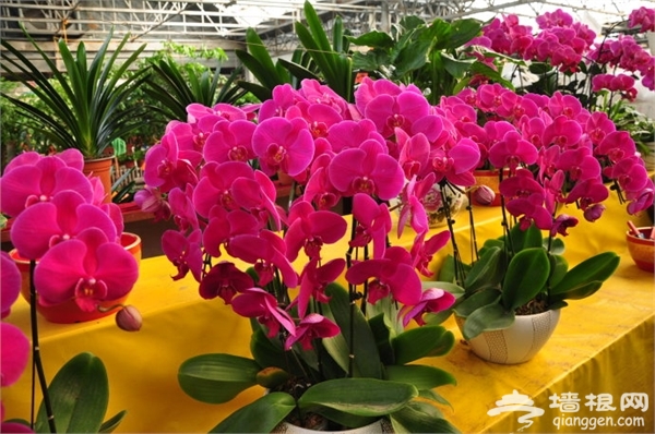 石家庄冬季赏花去哪 2015石家庄冬季赏花好去处推荐[墙根网]