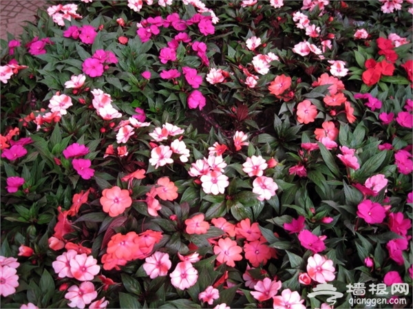 石家庄冬季赏花去哪 2015石家庄冬季赏花好去处推荐[墙根网]