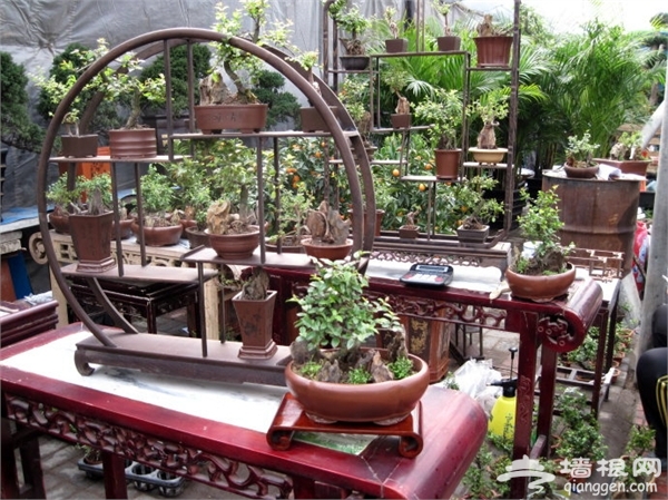 石家庄冬季赏花去哪 2015石家庄冬季赏花好去处推荐[墙根网]