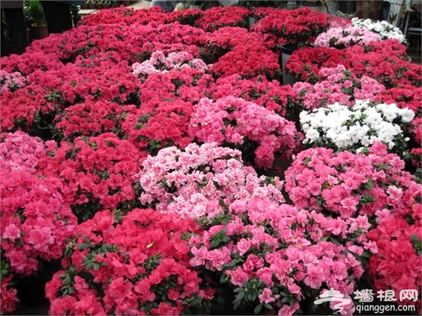 石家庄冬季赏花去哪 2015石家庄冬季赏花好去处推荐[墙根网]