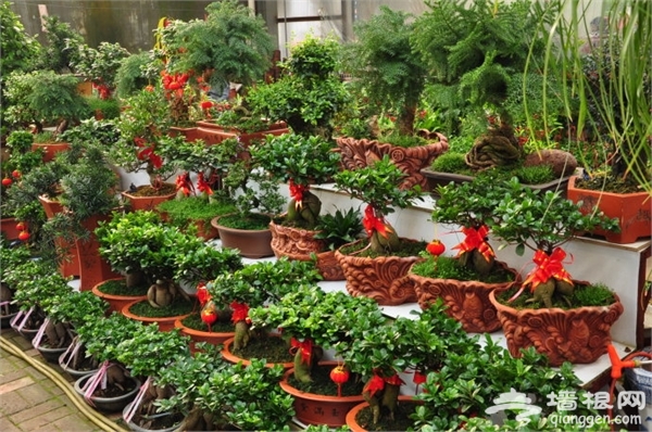 石家庄冬季赏花去哪 2015石家庄冬季赏花好去处推荐[墙根网]