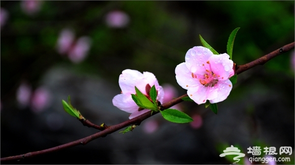 2015桂林恭城桃花节赏桃花攻略[墙根网]