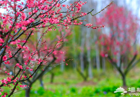 2015上海梅花节 “年关第一花，初春第一味”