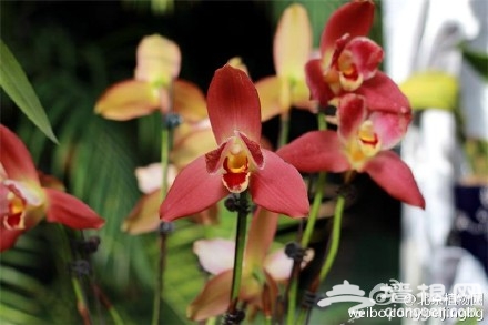 2015第11届北京兰花展在北京植物园热带展览温室开幕