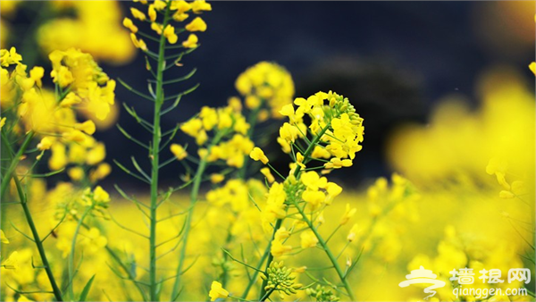 2015第八届荆门油菜花节3月份开幕