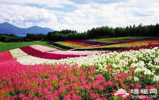 2015腾冲花海节情人节开幕