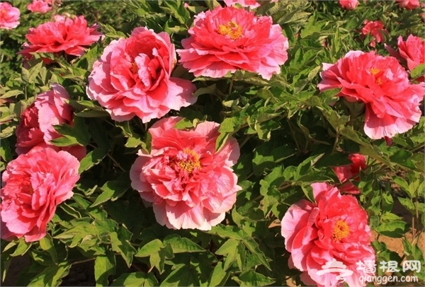 清明节赏花游 盘点石家庄周边赏花踏青好去处[墙根网]