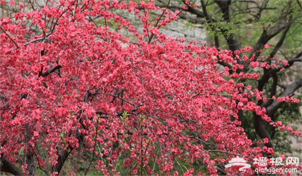 清明节赏花游 盘点石家庄周边赏花踏青好去处[墙根网]