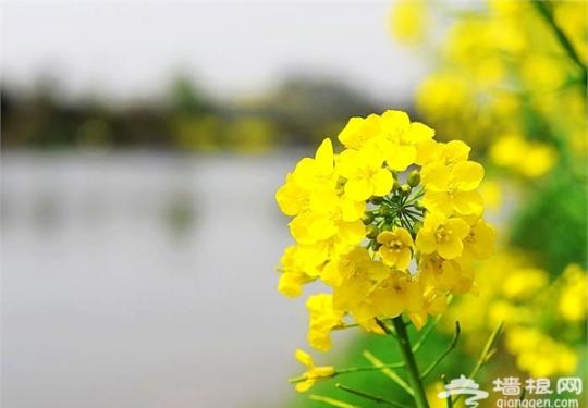 2019潼南油菜花节最全观赏攻略