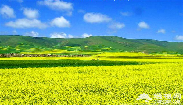 2015成都金堂国际油菜花节攻略 聆听花开的声音