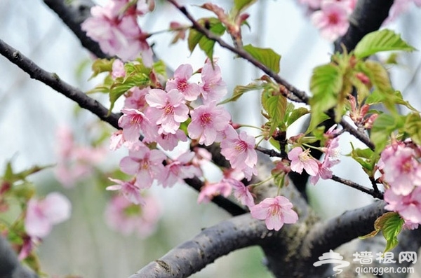 2015年上海樱花节什么时候开始 上海哪里赏樱花[墙根网]