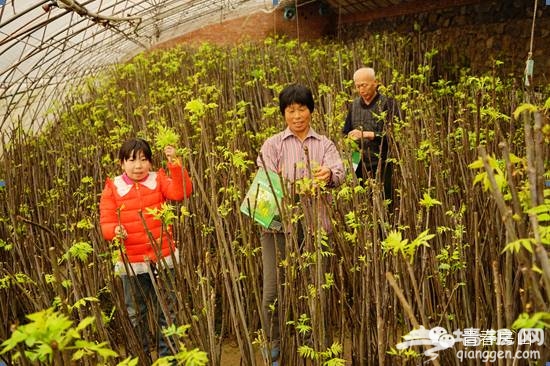2015年房山上方山香椿季 香椿故里最好的季节[墙根网]