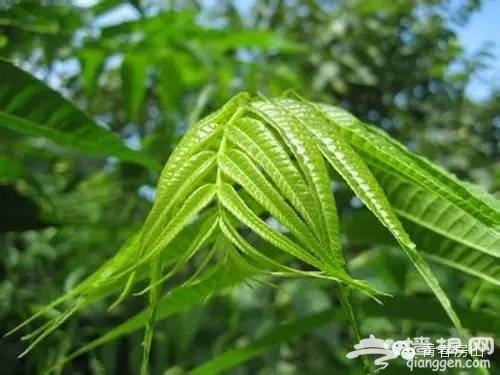 2015年房山上方山香椿季 香椿故里最好的季节[墙根网]