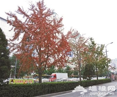 东长安街行道树银杏将更换为国槐