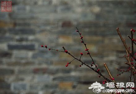 2015北京明城墙遗址公园梅花开放[墙根网]