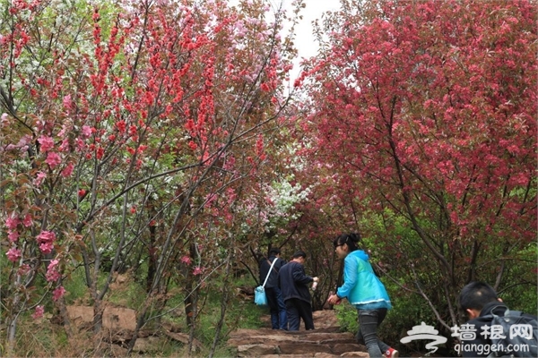 2015中国·邢台第十届九龙峡桃花节3月28开幕[墙根网]