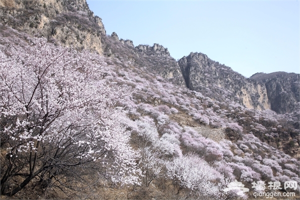 2015中国·邢台第十届九龙峡桃花节3月28开幕[墙根网]