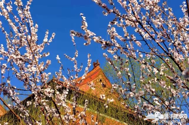 4月，京东最美的踏青赏花地即将启幕[墙根网]