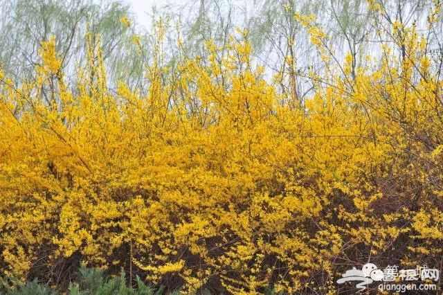 4月，京东最美的踏青赏花地即将启幕[墙根网]