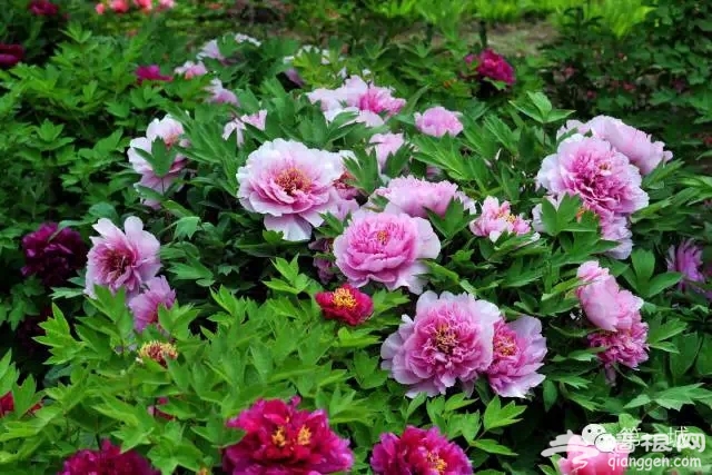 4月，京东最美的踏青赏花地即将启幕[墙根网]