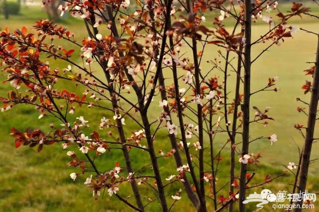 4月，京东最美的踏青赏花地即将启幕[墙根网]